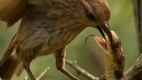 Bird vs Snake 🦜vs🐍 Ai Shorts