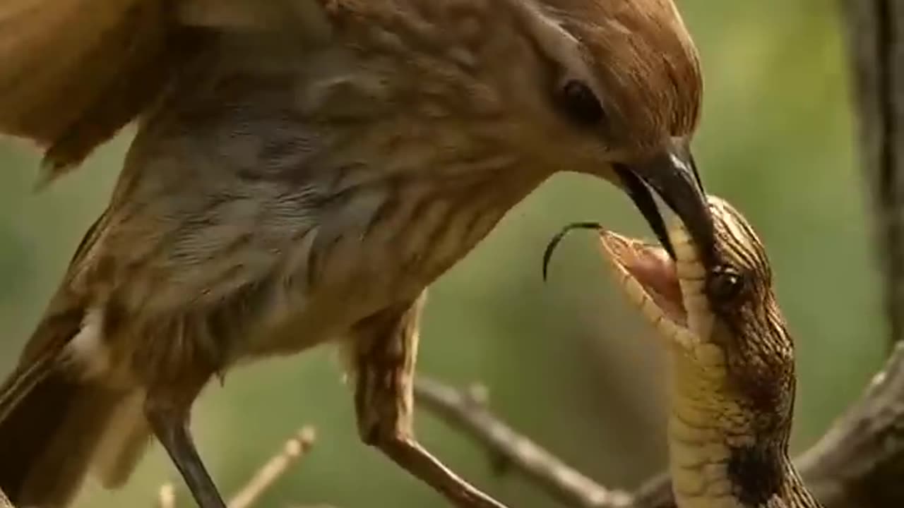 Bird vs Snake 🦜vs🐍 Ai Shorts