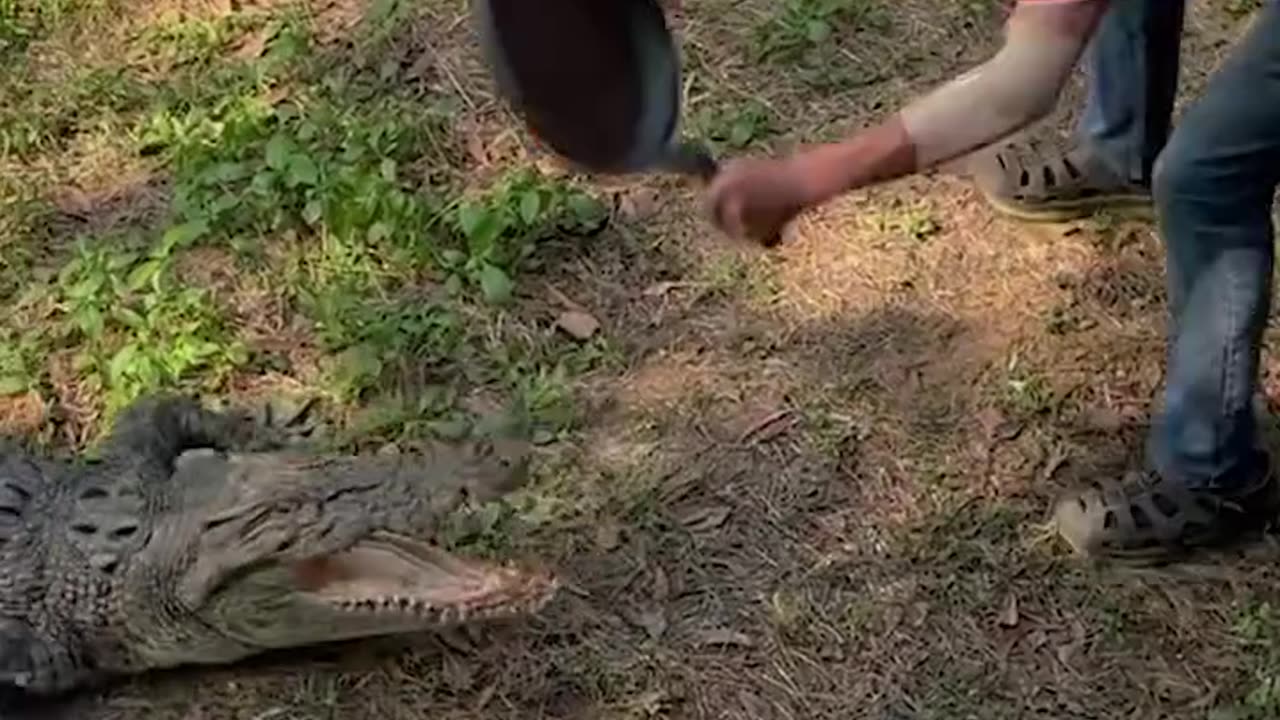 Grandpa shows no fear