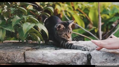 Funny Cats