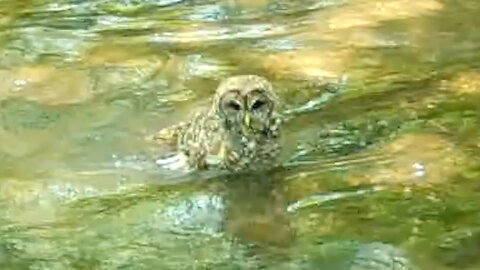 Owl Bathing in a Stream