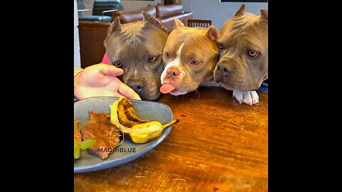 Shoulder steak with banana 😋🐾