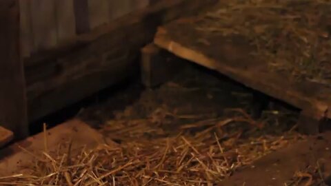 testing .22 magnum shot shells on barn pests