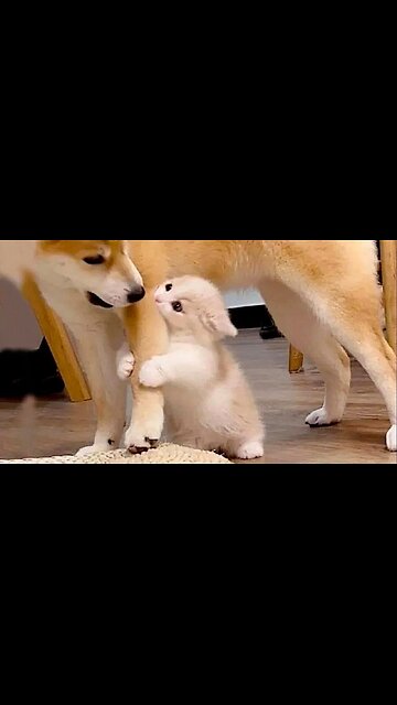 Viral Try Not To Laugh Cats And Dogs Videos 😁 - BEST Funny Animal Videos 2025