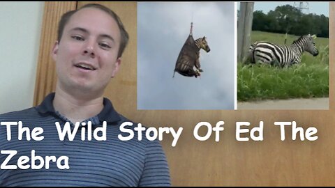 The Wild Story Of Ed The Zebra