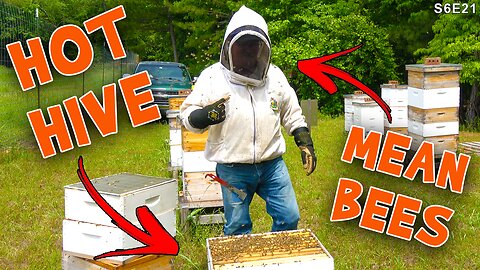 Working the bees in the farm yard