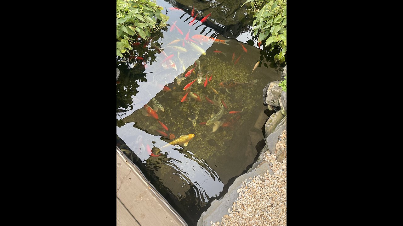 Koi fish