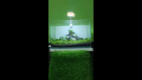 Low Tech Planted Aquarium Setup