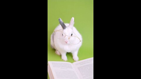 "The Genius Bunny 📚🐰"#ViralVideo #ShortsVideo #MadeInUSA #USAFunny #AnimalLover #CuteAndFunny
