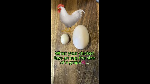 Your chicken lays an egg the size of a grape🍇…5 reasons chickens lay fairy eggs🧚‍♂️