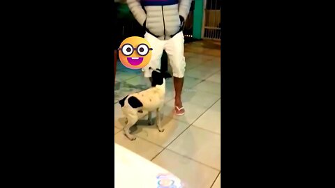 Dog inspired by Bhojpuri song🤣😜