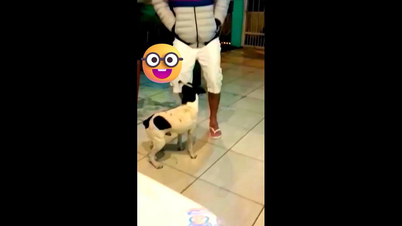 Dog inspired by Bhojpuri song🤣😜