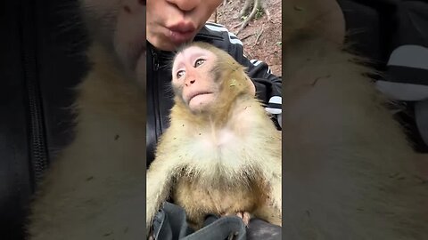 Convinced the monkey