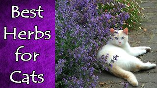 Best Herbs for Cats