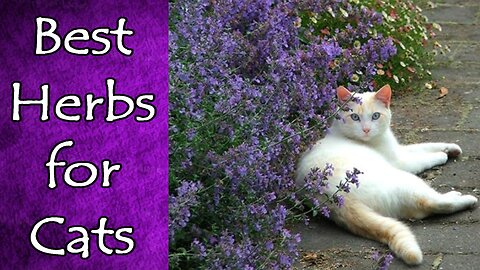 Best Herbs for Cats