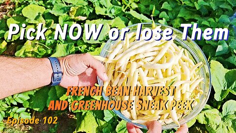 September French Bean Harvest & Greenhouse Tour Quick Garden Update