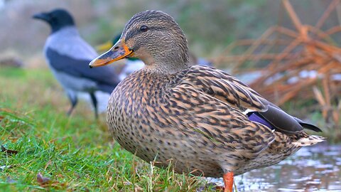 Mallard Duck Hens on the Melting Mud