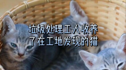 垃圾处理工人收养了在工地发现的猫