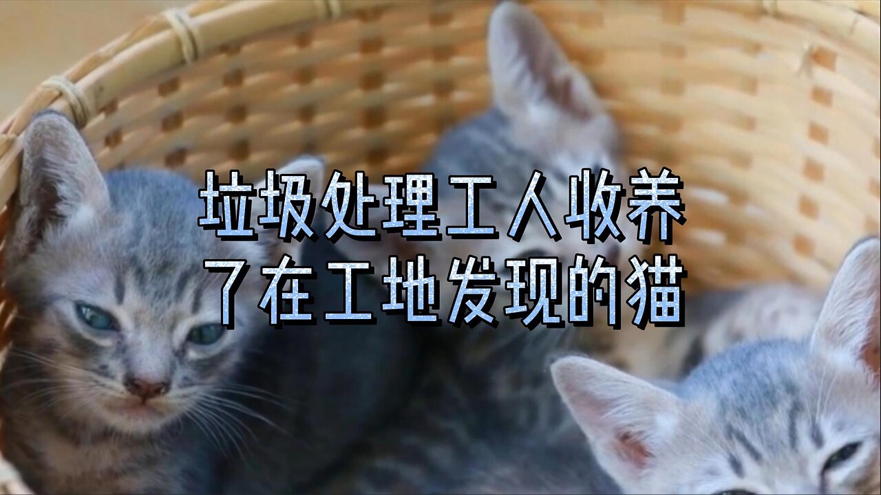 垃圾处理工人收养了在工地发现的猫