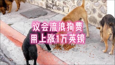 议会流浪狗费用上涨1万英镑
