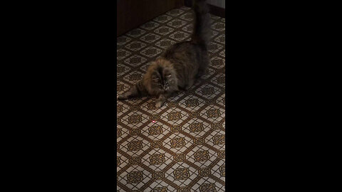 Leia Chasing Laser Pointer
