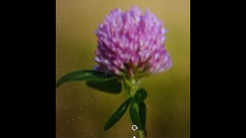 Herbs: Red clover