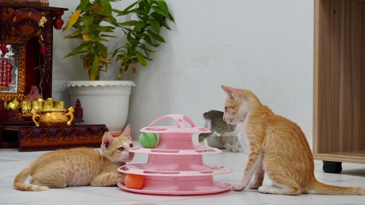 🌟How the Five rescues kitten do! Watch them play together🌟