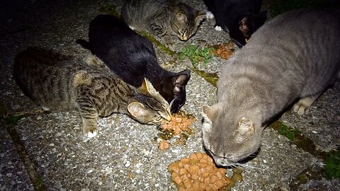 Catwoman Feeds Hungry Stray Kittens and Cats at Night