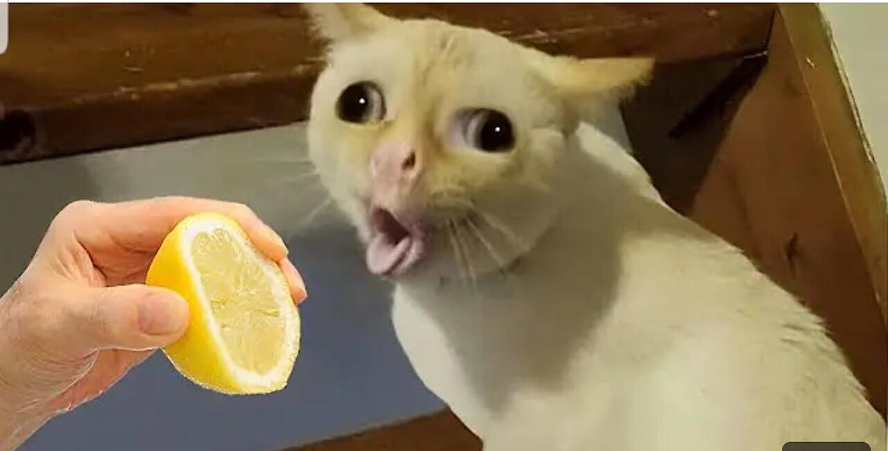 Cute Overload: Adorable Pets Doing Funny Things
