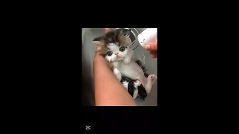 Cats Being Absolute Menaces 😂