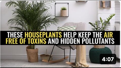 "Houseplants That Filter Toxins and Hidden Pollutants from the Air"
