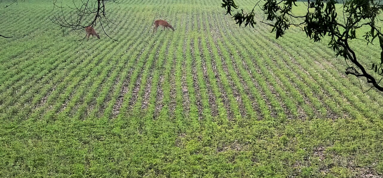 Saturday evening plans