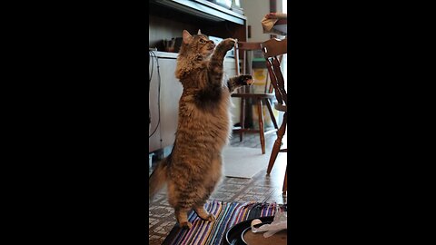 Leia Stands for String