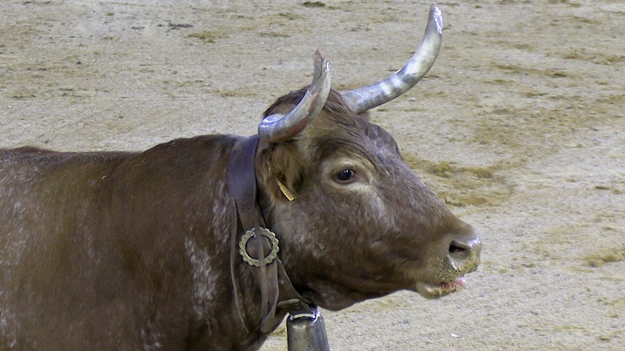 2025 11 01 CASTELLÓN CONCURSO DE ANILLAS