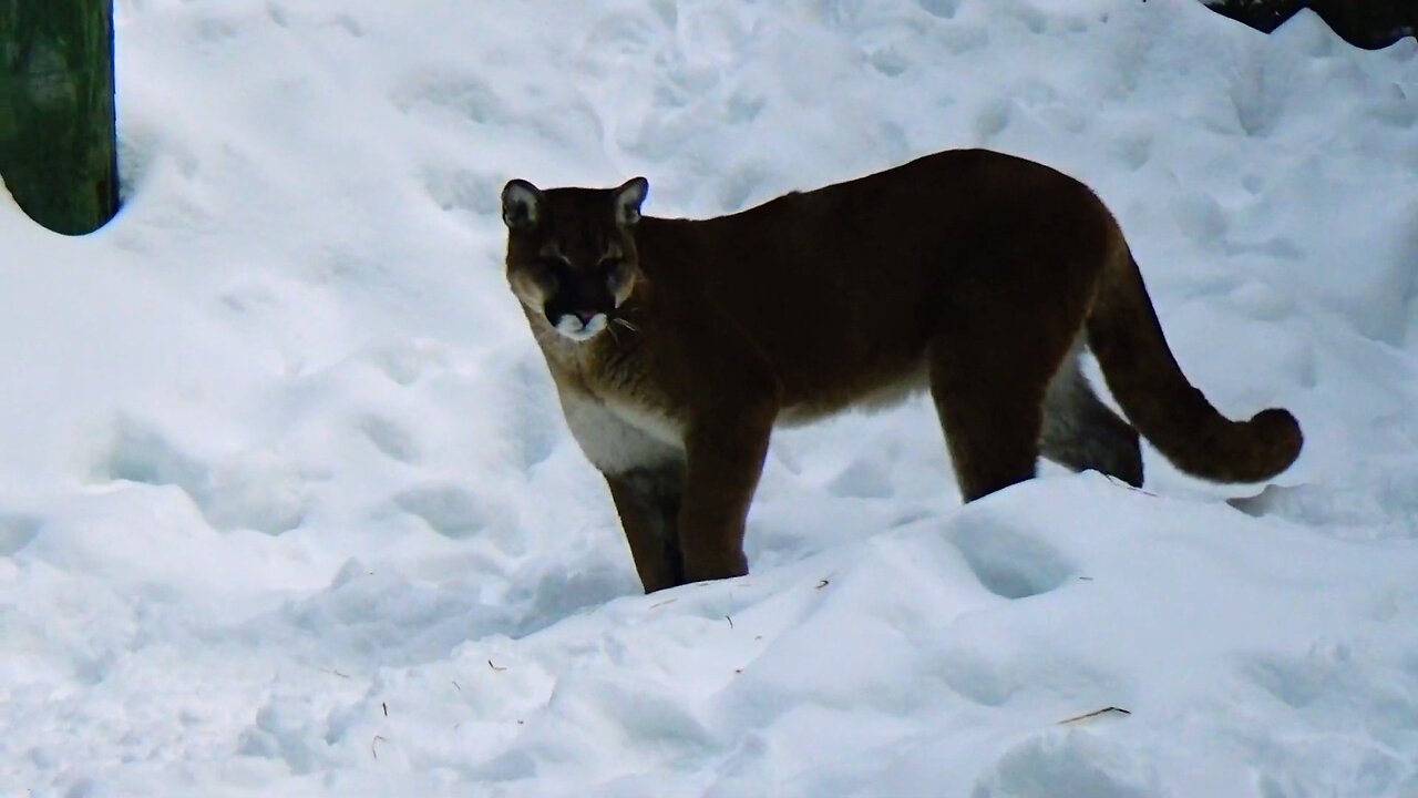 Mountain Lion