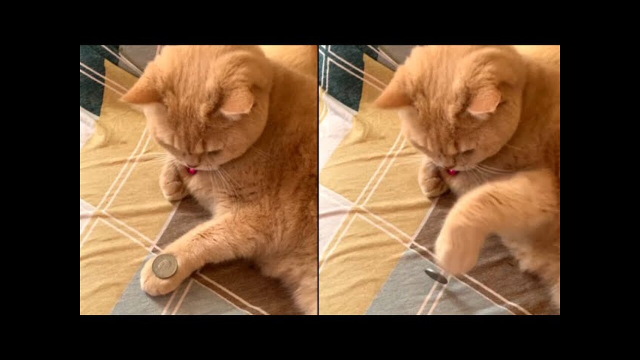 Cat Mimics Owner's Coin Trick