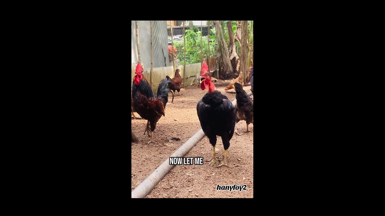 Poultry