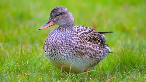Mrs. Gadwall Duck is Back at the Pond for the 4th Straight Year. Looks Like She is Full of Eggs
