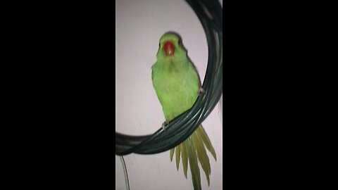 bard
