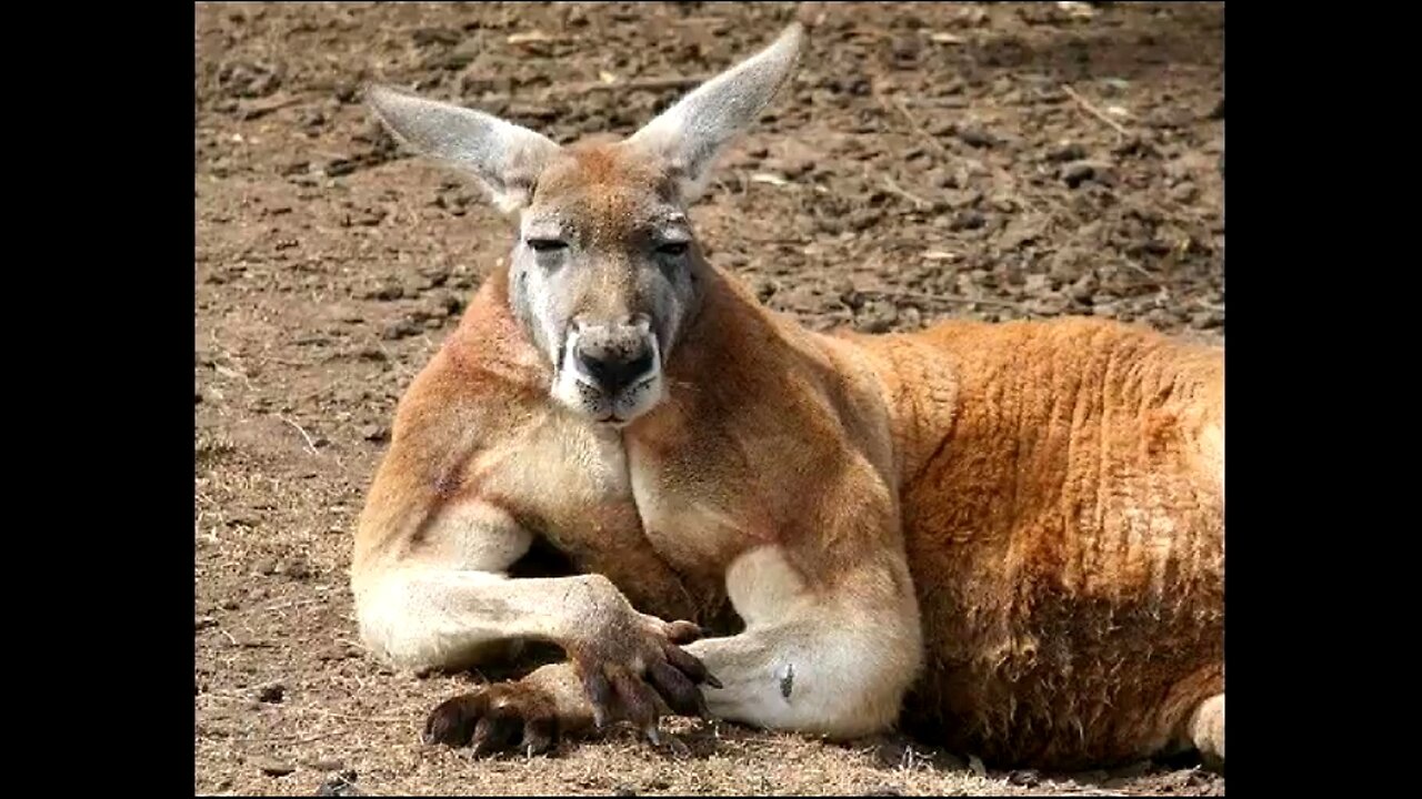THAT'S ONE CRAZY KANGAROO 🦘