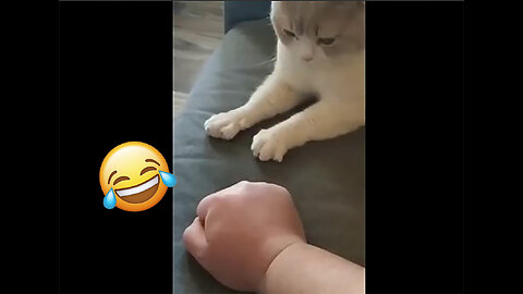 Funny animal videos 2025 Cats & Dogs