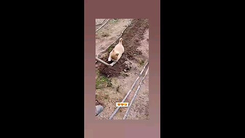 तुमसे कोई प्यारा कोई मासुम नही है