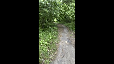 Forest path