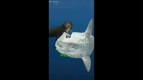 Why This Giant Fish Doesn't Run Even When Bitten?#oceanlife #sunfish #fishing