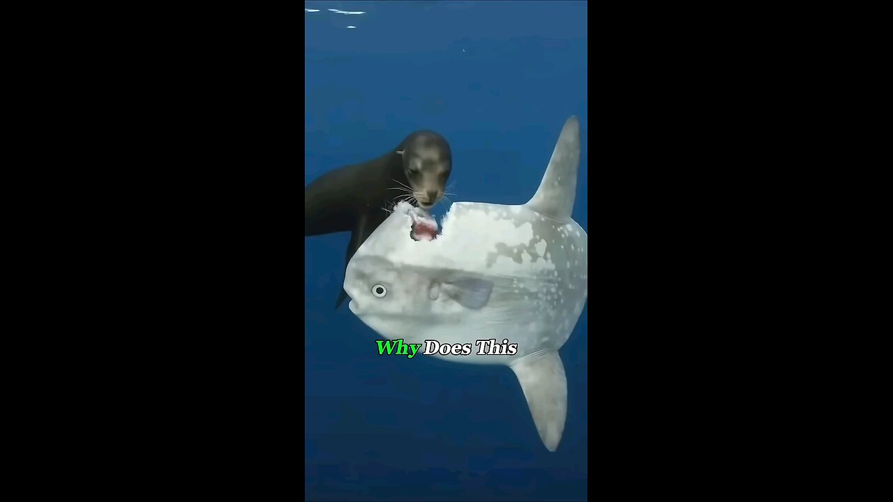 Why This Giant Fish Doesn't Run Even When Bitten?#oceanlife #sunfish #fishing