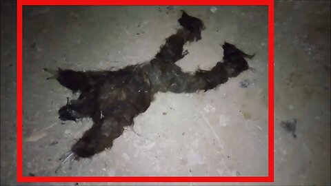 Bigfoot or an unknown creature was found dead and filmed