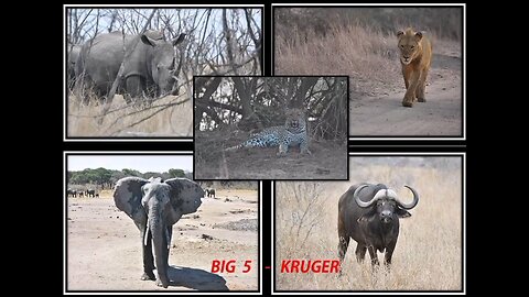 south africa big 5