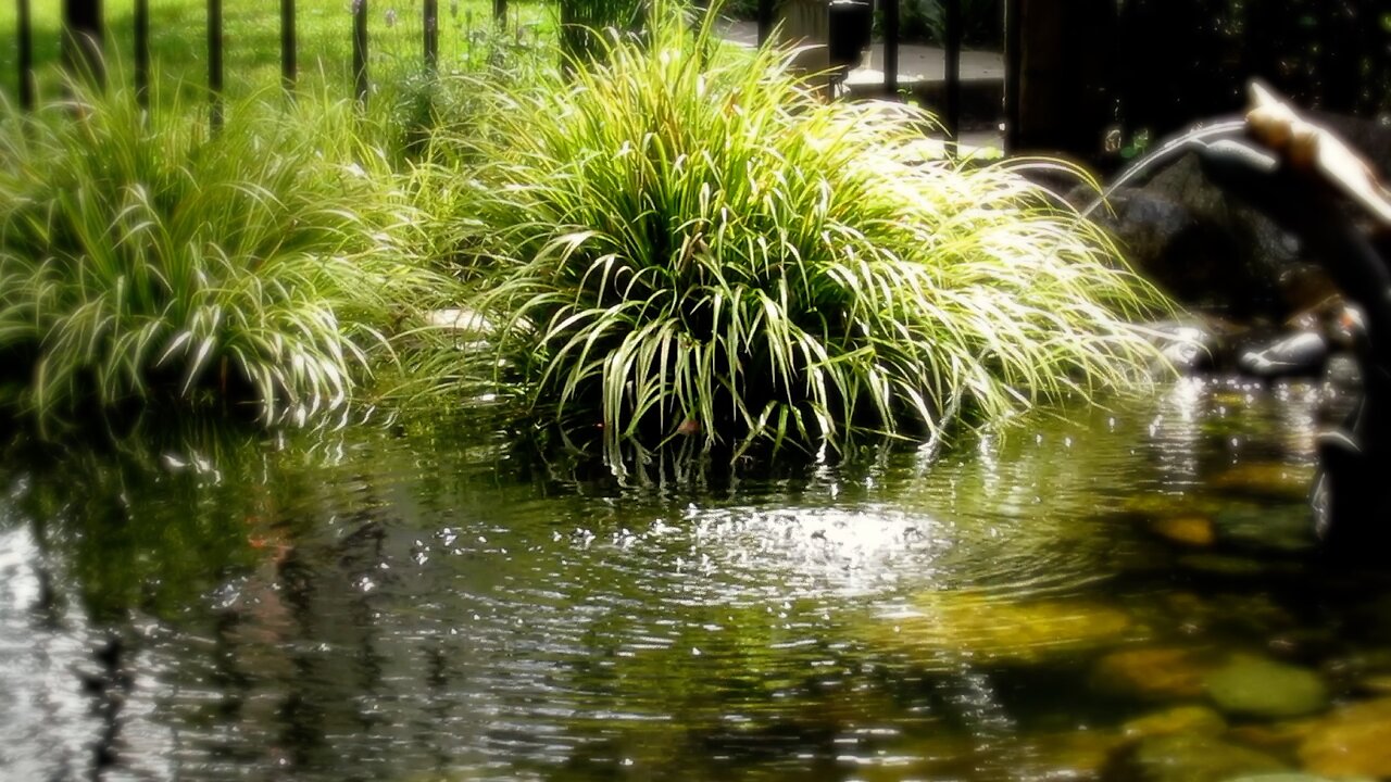 ASMR • COMPLETE RELAXATION WITH WATER SOUNDS & INSECTS BUZZING • WEEKEND RELAXER • MEDITATION SPACE