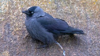 Jackdaw Crow Singles on the Rocks by the Beach