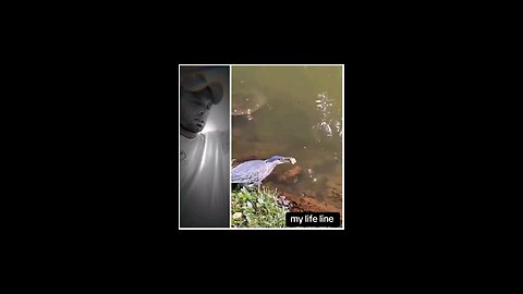 birds vs fish